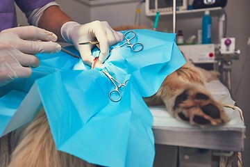 Image showing Dog in the animal hospital