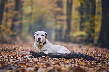 Image showing Dog in autumn forest