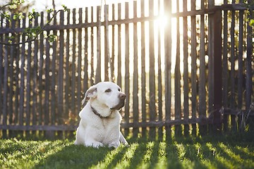 Image showing Dog on the garden at the sunset