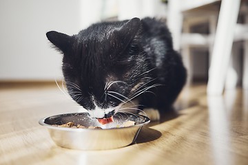 Image showing Hungry domestic cat