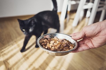 Image showing Hungry domestic cat