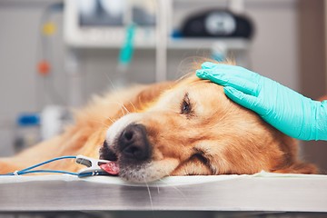 Image showing Dog in the animal hospital