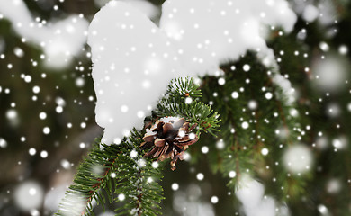 Image showing fir branch with snow and cone in winter forest