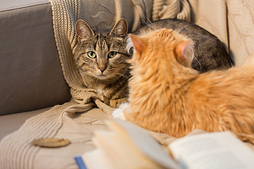 Image showing two cats lying on sofa at home