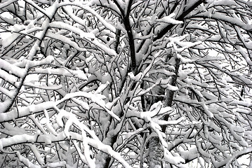 Image showing snow-covered tree branches