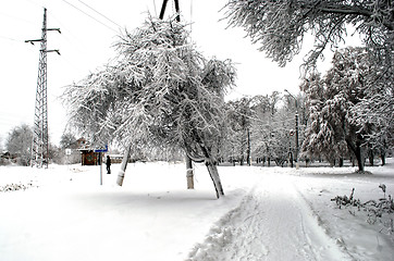 Image showing trees and pillars covered with snow