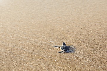 Image showing Newborn sea turtle