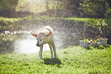 Image showing Dog shaking off water