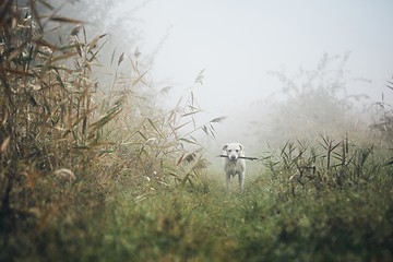 Image showing Sad dog in autumn fog