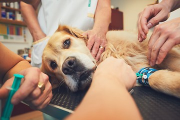 Image showing Dog in the animal hospital