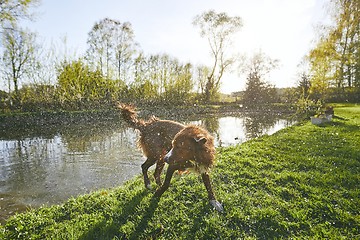 Image showing Dog shaking off water