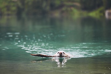 Image showing Dog in lake