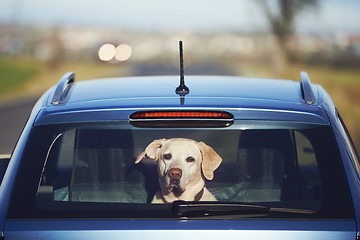 Image showing Travel with dog