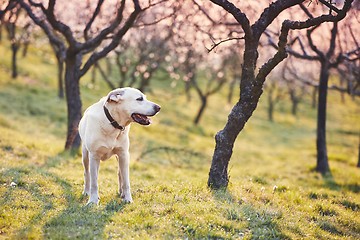 Image showing Dog in spring nature