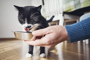 Image showing Hungry domestic cat