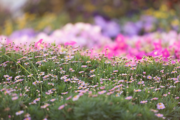 Image showing Dubai miracle garden