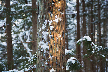 Image showing winter forest in japan