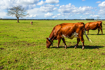 Image showing Dairy cows in a greener pastures