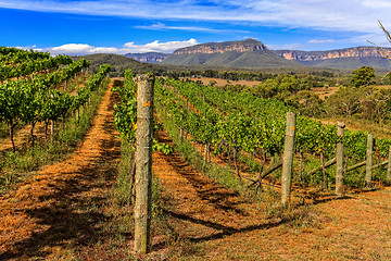 Image showing Vineyard - Vines growing grapes