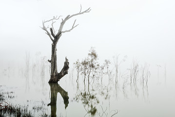 Image showing Trees in a lake of fog