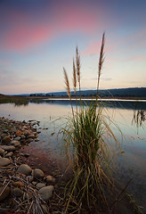 Image showing Sunset skies over Penrith Lakes with foreground reeds