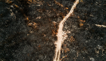 Image showing Charred earth blackened by fire