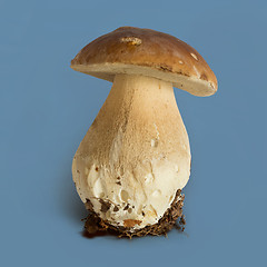 Image showing Boletus edulis mushroom 