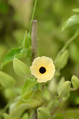 Image showing Black-eyed Susan vine