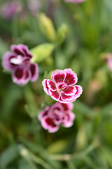 Image showing Pot carnation Pink Kisses