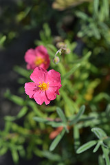 Image showing Shrubby Cinquefoil Danny Boy