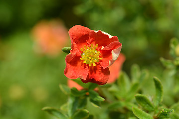 Image showing Shrubby Cinquefoil Danny Boy