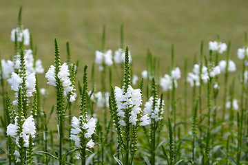 Image showing Obedient plant Summer Snow