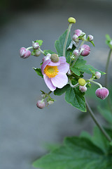 Image showing Japanese anemone