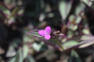 Image showing Wandering jew