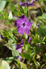 Image showing Common periwinkle