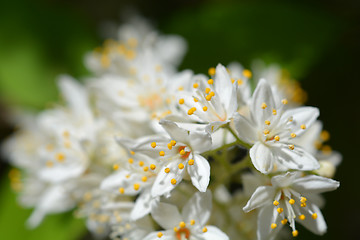 Image showing Fuzzy deutzia