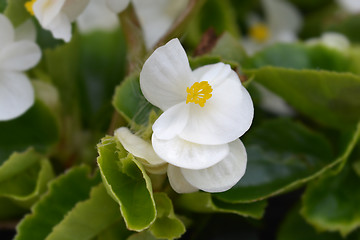 Image showing White wax begonia