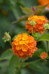 Image showing Shrub verbena flower