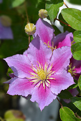 Image showing Large-flowered Clematis Piilu