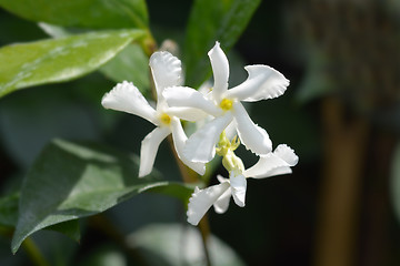 Image showing Star jasmine