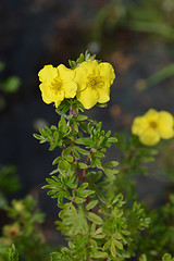 Image showing Shrubby Cinquefoil Kobold