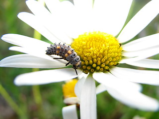 Image showing oxeye daisy with caterpillar