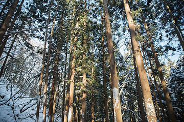 Image showing winter forest in japan