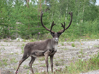 Image showing reindeer