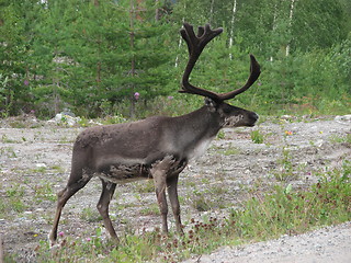 Image showing reindeer