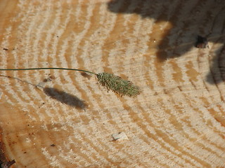 Image showing blade of grass on a stump