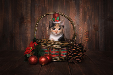 Image showing Christmas Themed Calico Kitten Set on Wooden Background