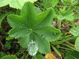 Image showing lady's mantle with dew drops