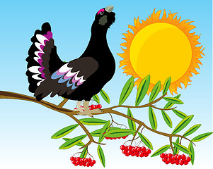 Image showing Bird black grouse on branch of rowanberry