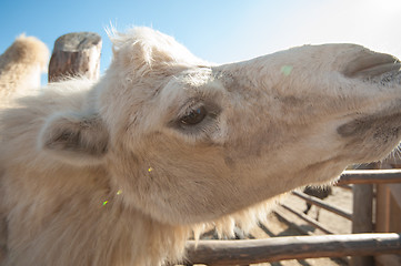 Image showing Closeup portrait of the white camel